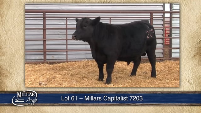 Lot #61 - MILLARS CAPITALIST 7203