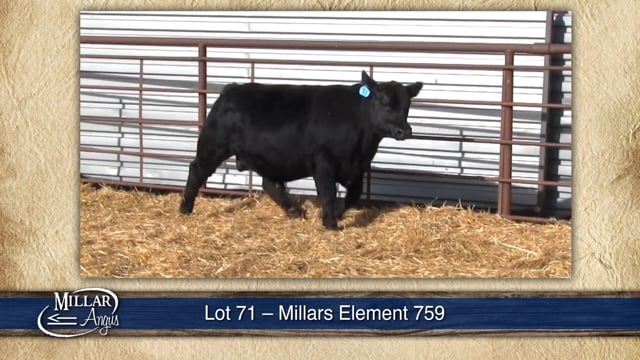 Lot #71 - MILLARS ELEMENT 759