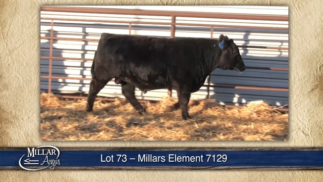 Lot #73 - MILLARS ELEMENT 7129