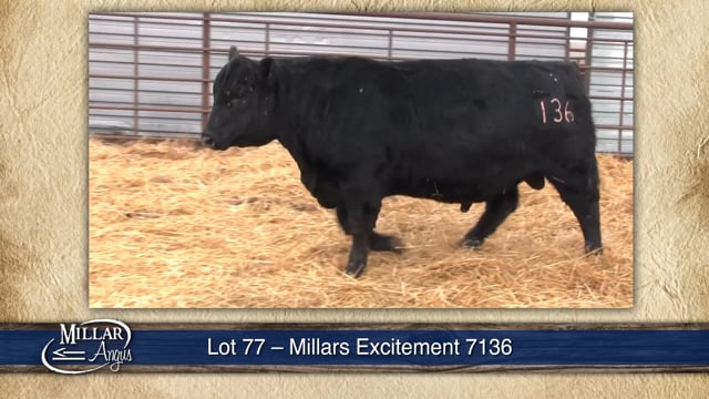 Lot #77 - MILLARS EXCITEMENT 7136