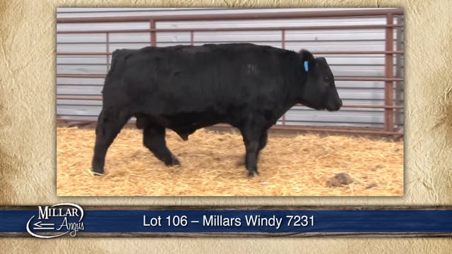 Lot #106 - MILLARS WINDY 7231