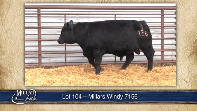 Lot #104 - MILLARS WINDY 7156