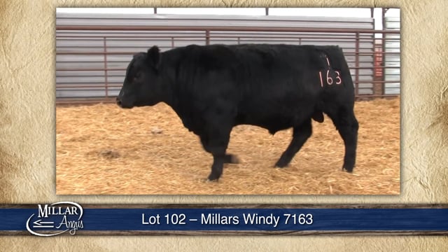 Lot #102 - MILLARS WINDY 7163