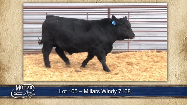 Lot #105 - MILLARS WINDY 7168