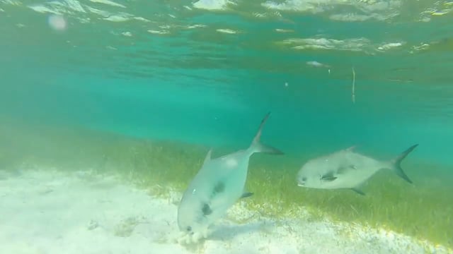 Snorkeling with Permit at The Abaco Club
