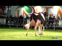 Vaca Intermedia Campeona