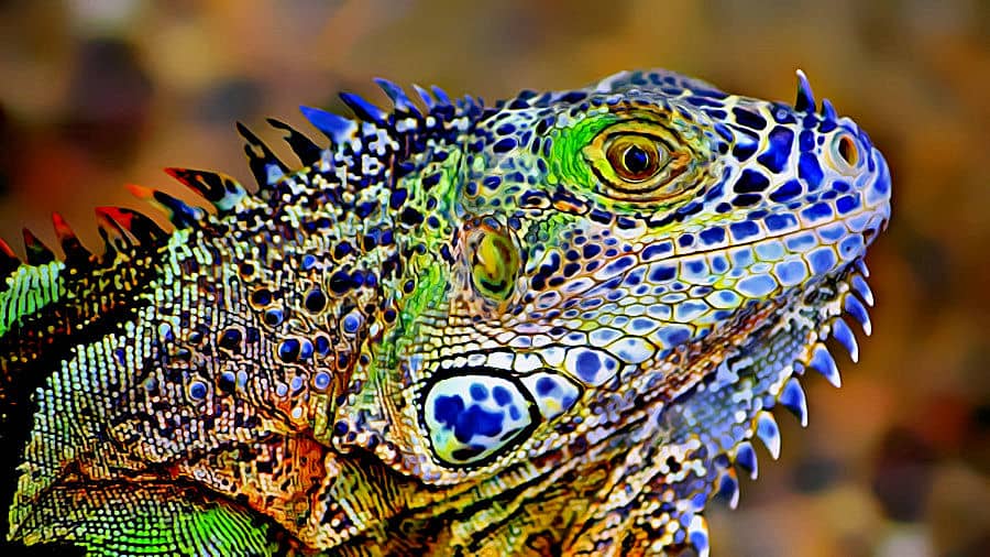 Lizard Morphing on Vimeo