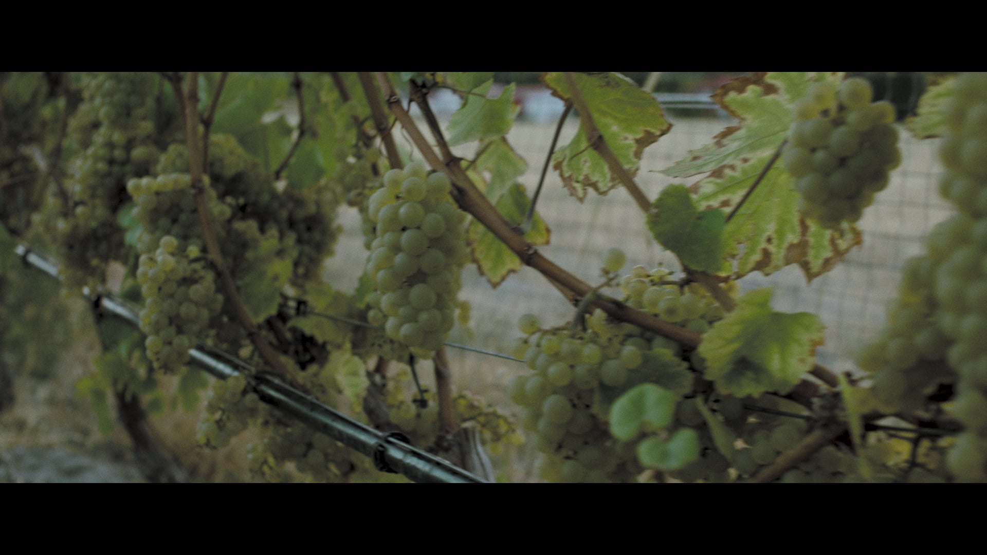 Meet Tony Holler, Owner of Poplar Grove Winery