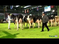 Vacas sénior de 3 anos