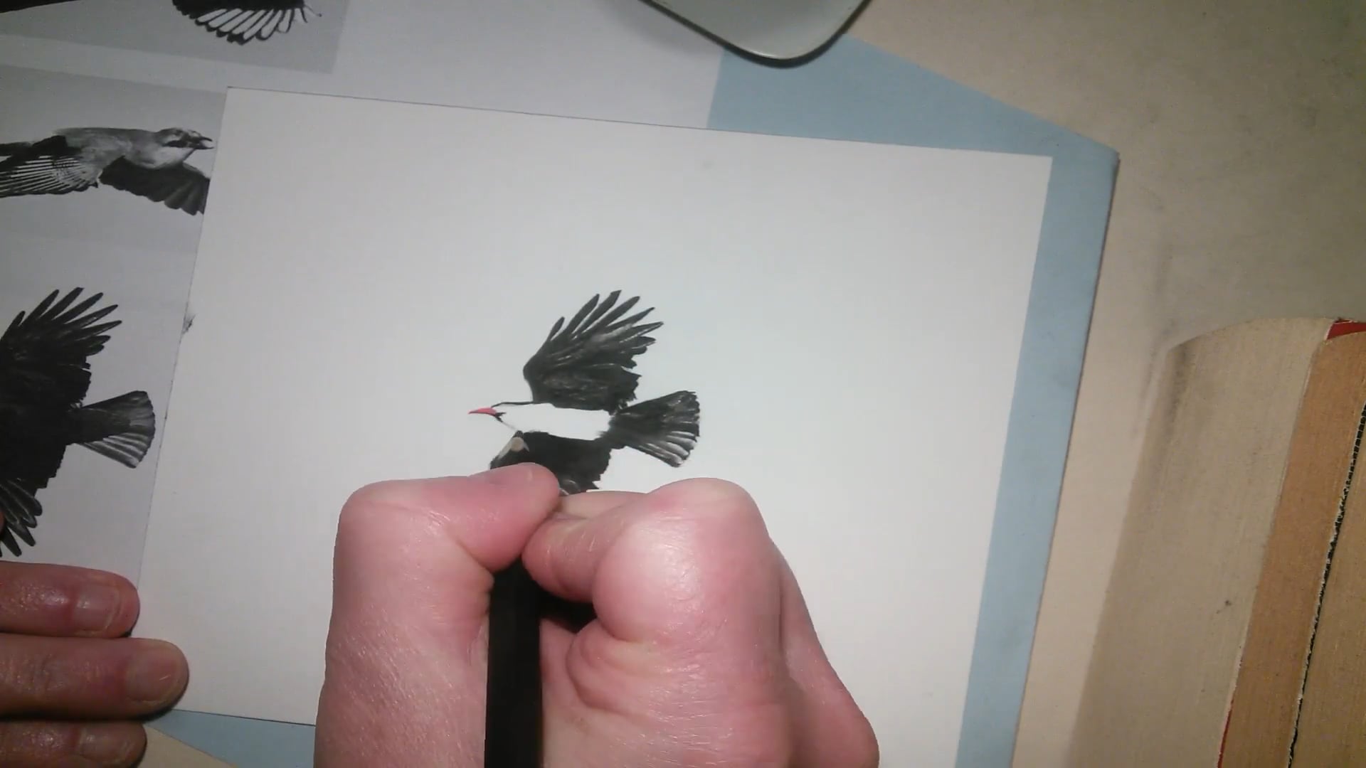 Chough charcoal drawing