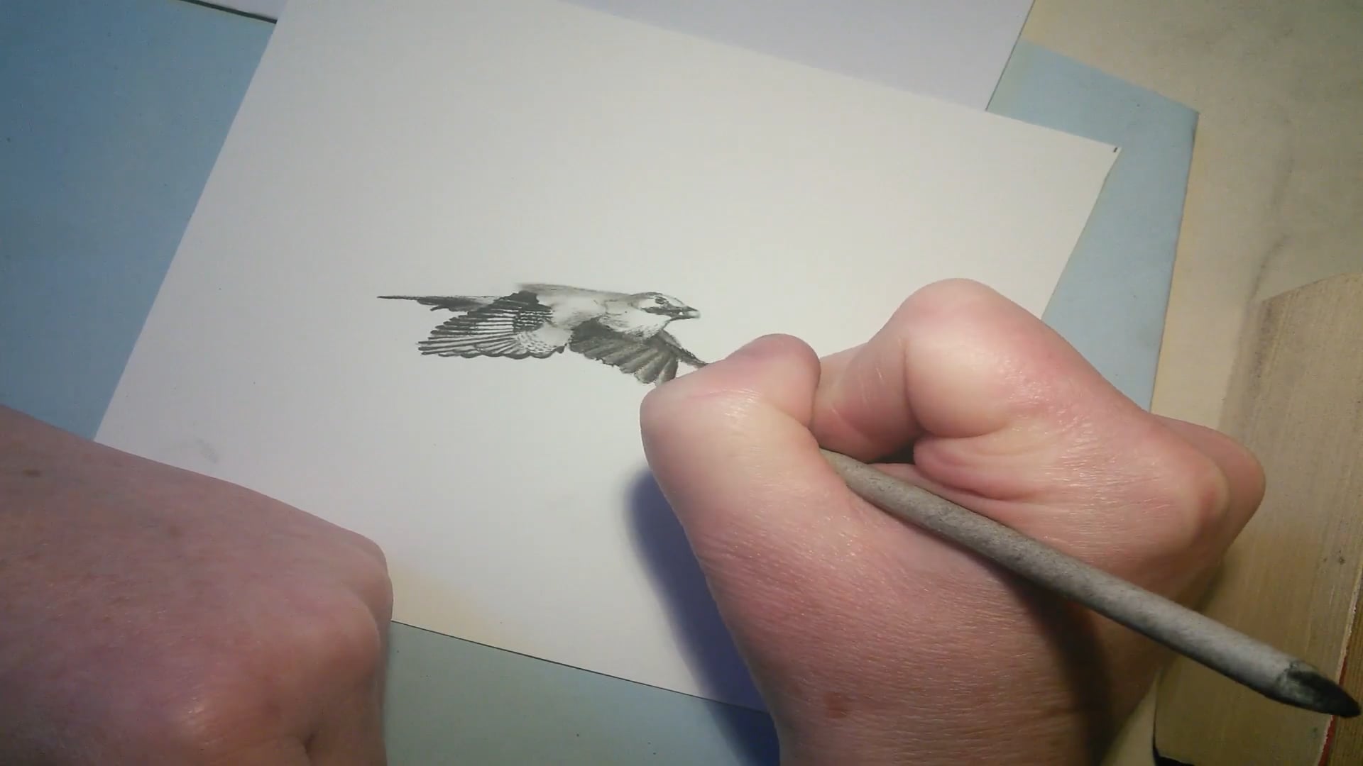 Jay charcoal drawing