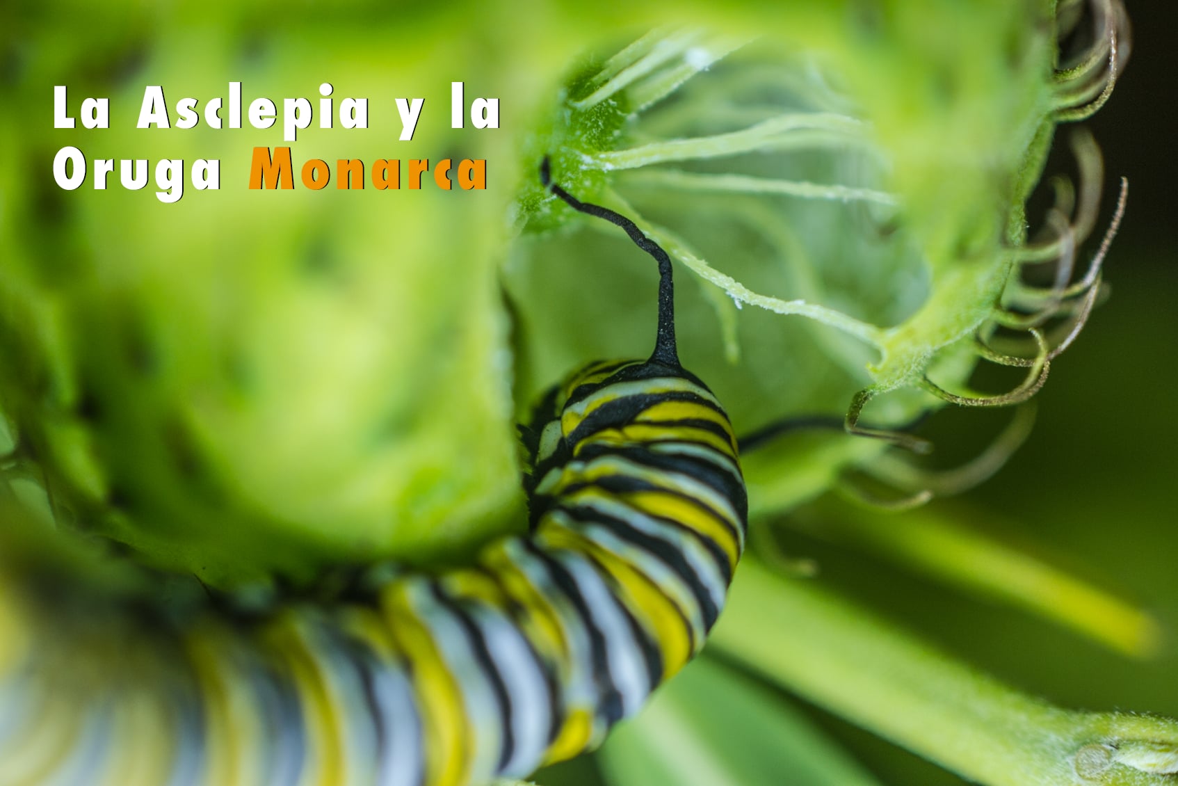 La Asclepia y la Oruga Monarca