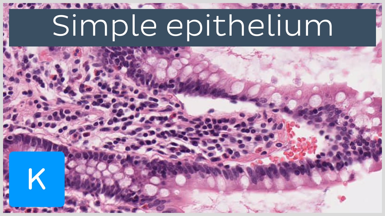 simple squamous epithelial tissue under microscope