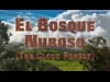 El Bosque Nuboso