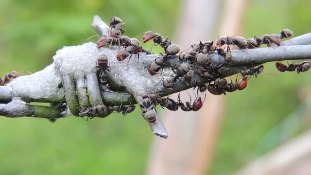 a video about ants i can download and watch offline