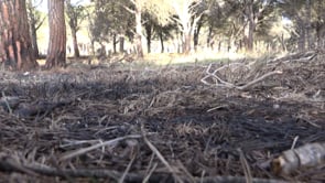 Incendi lleu a Vilanera
