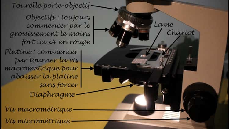 Comment utiliser un microscope optique ? 