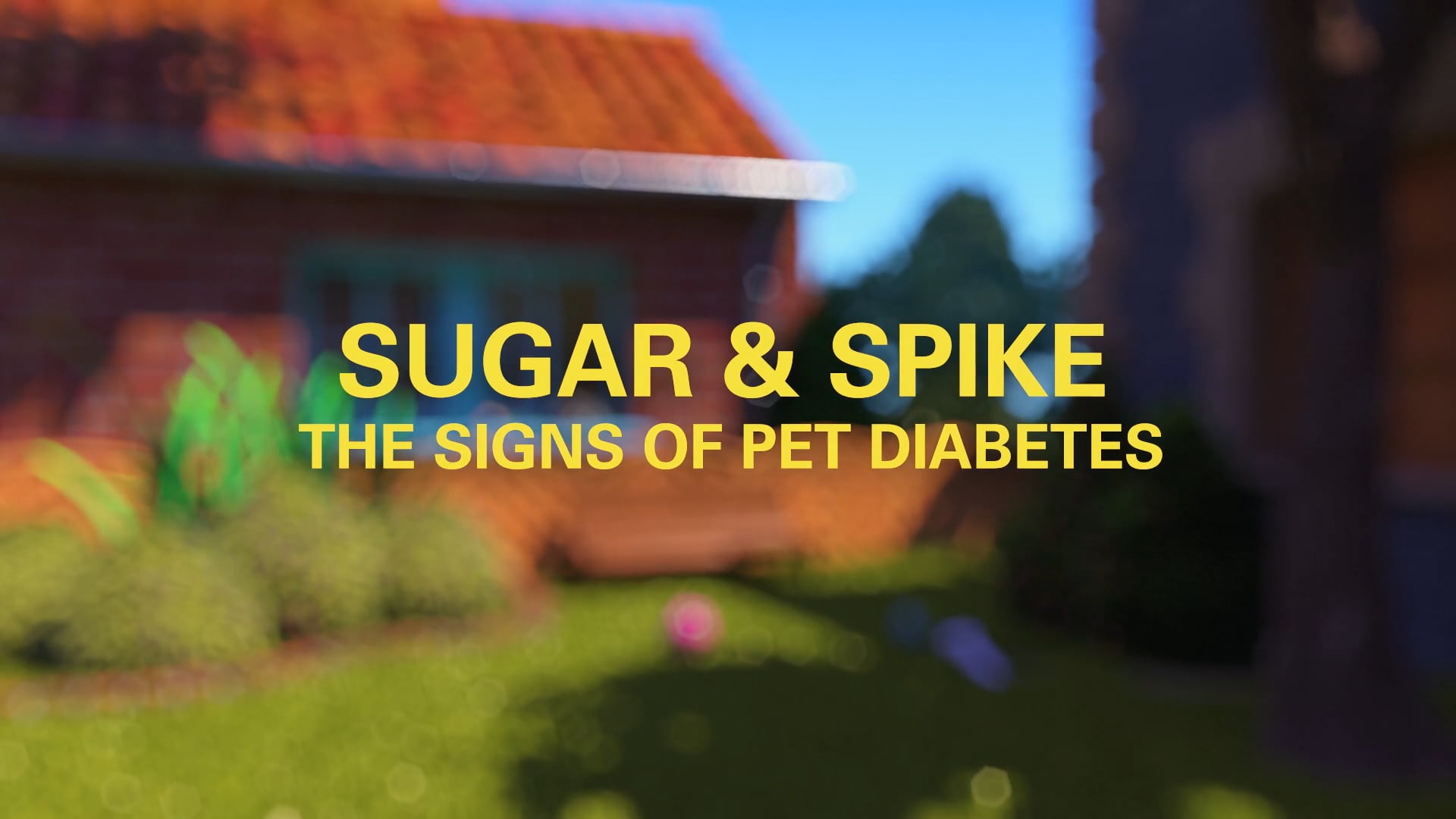 Sugar & Spike - The signs of pet diabetes