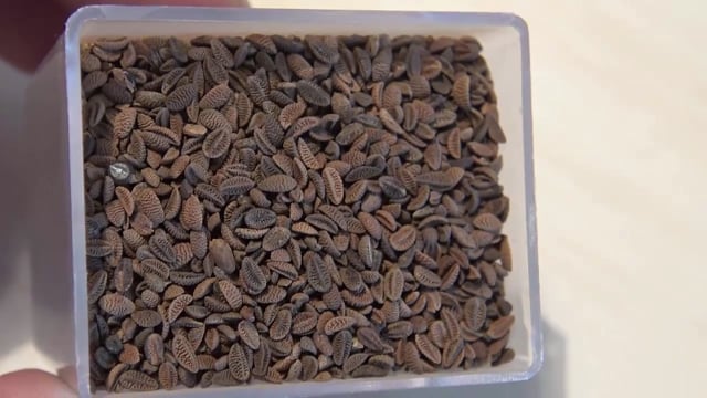 Phazelia oder Büschelschön