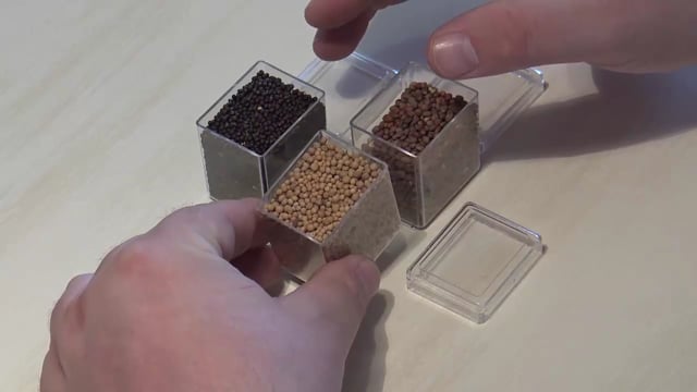 Raps, Senf und Ölrettich