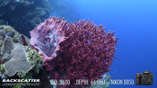 Nikon D850 Underwater White Balance Test
