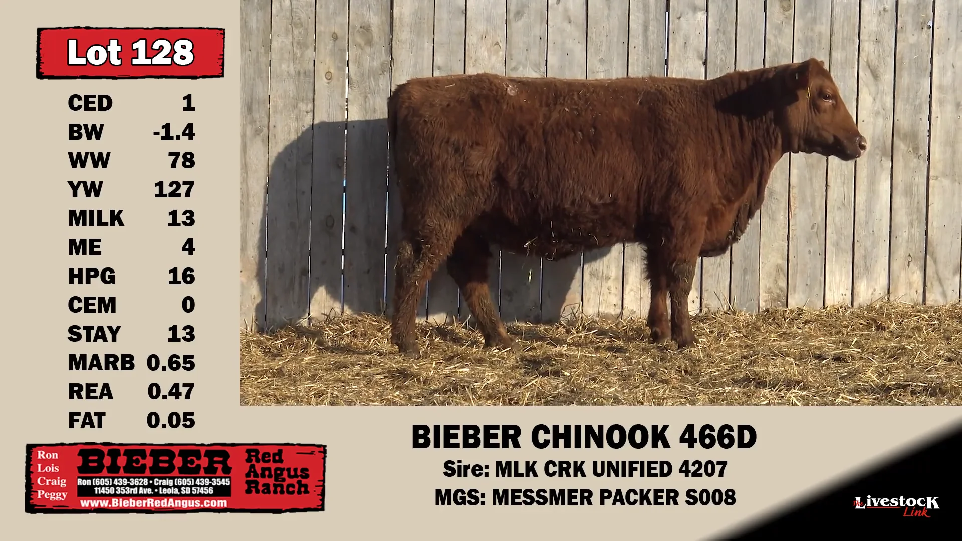 128 Bieber Red Angus "Redstock Sale" on Vimeo