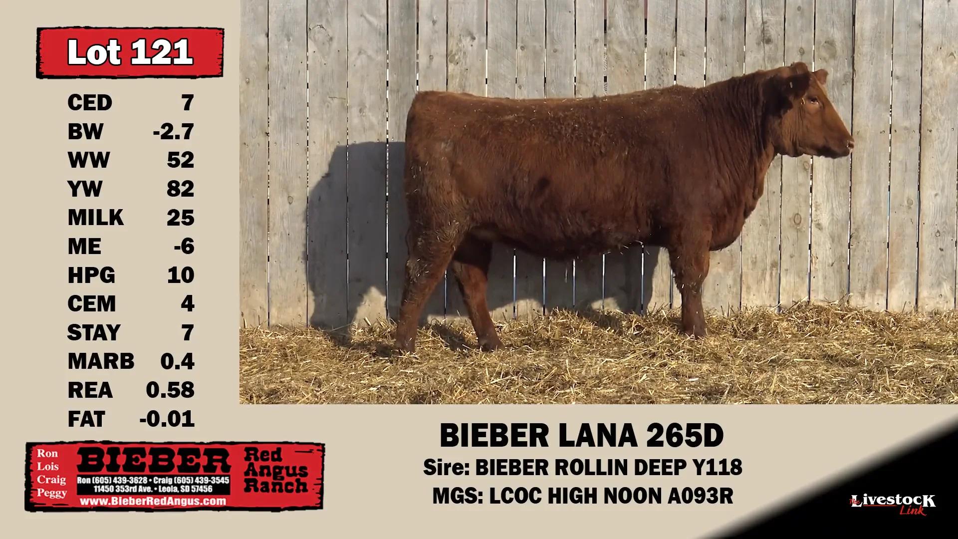 121 Bieber Red Angus "Redstock Sale" on Vimeo
