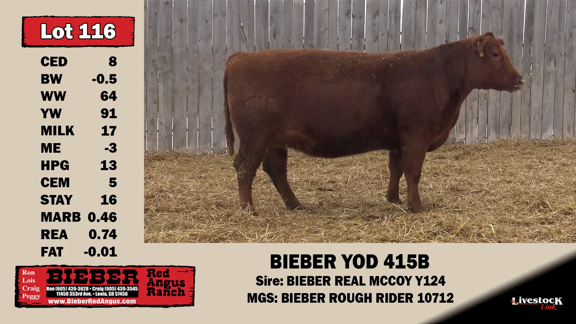 116 Bieber Red Angus "Redstock Sale" on Vimeo