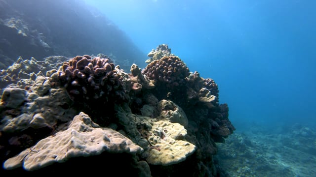 Rescuing Our Reefs