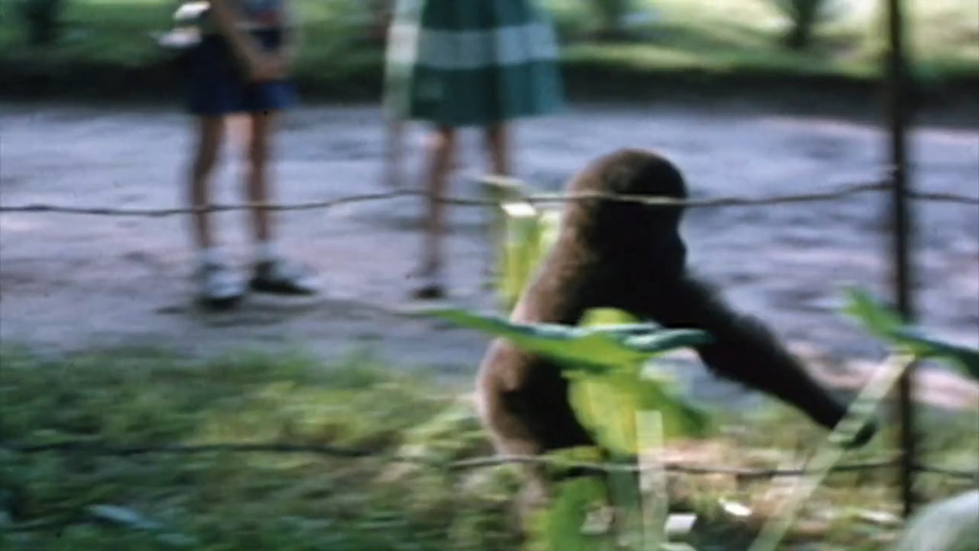 Baby Gorillas Playing in the African Congo 1955