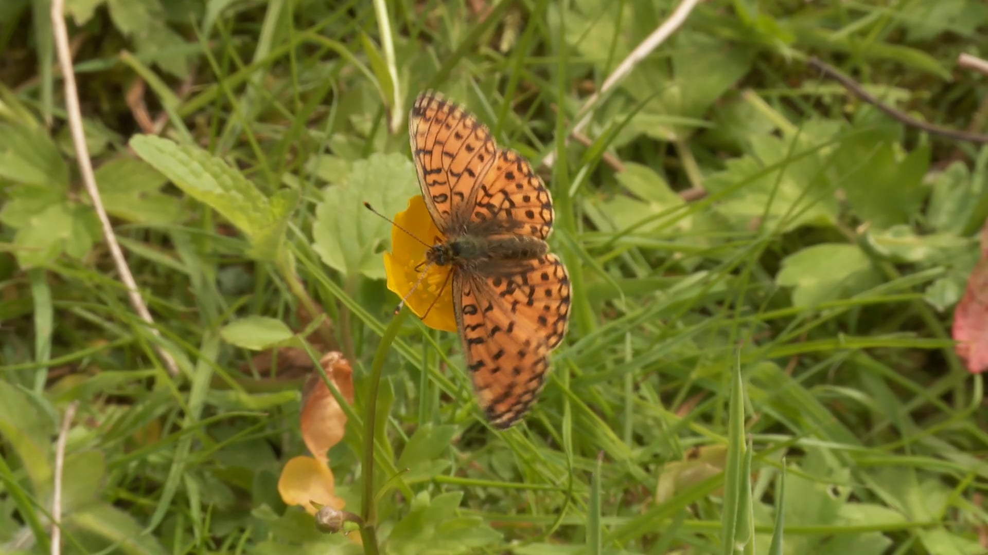 Saving the Butterflies of Sussex - return of the Small Pearl-bordered Fritillary