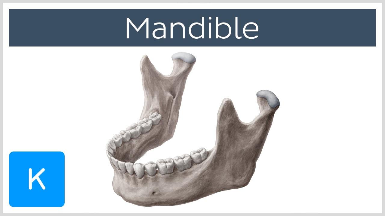 The Mandible Structure Attachments Fractures TeachMeAnatomy, 49% OFF