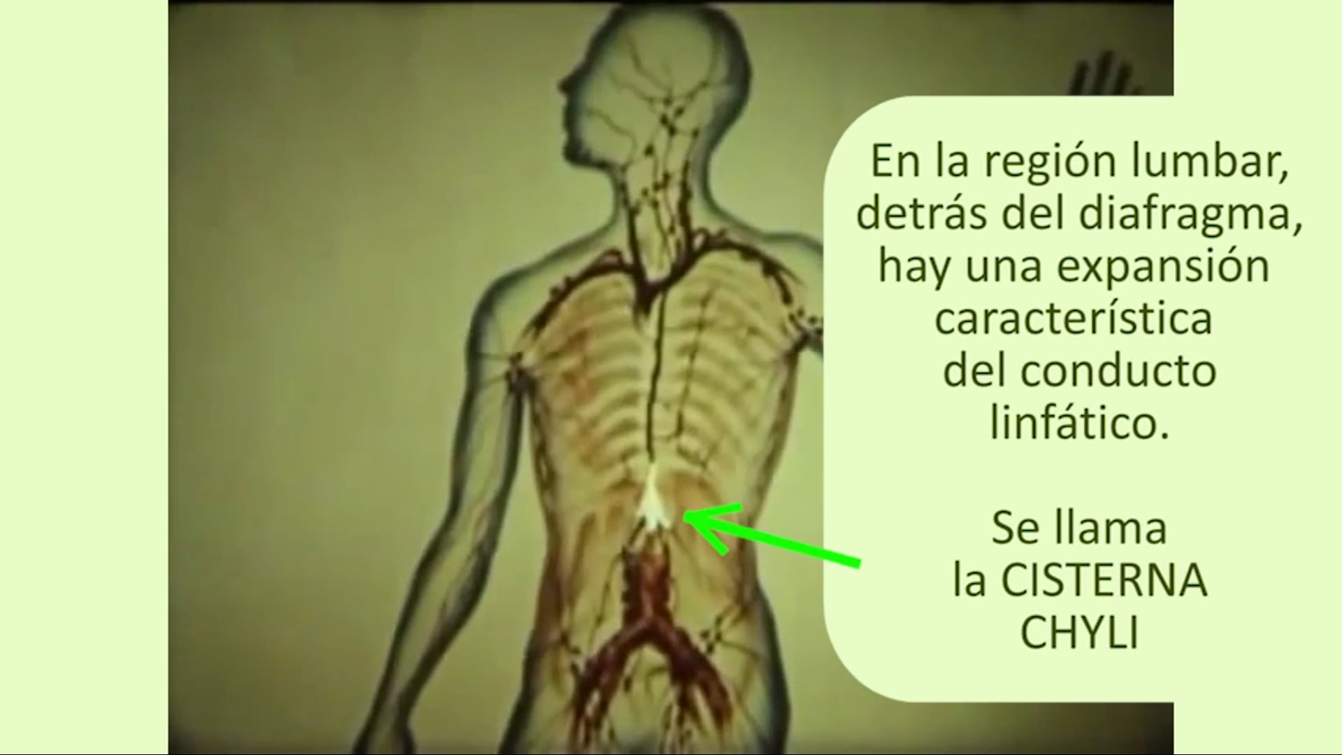 yoga-detox-cisterna-chyli.mp4