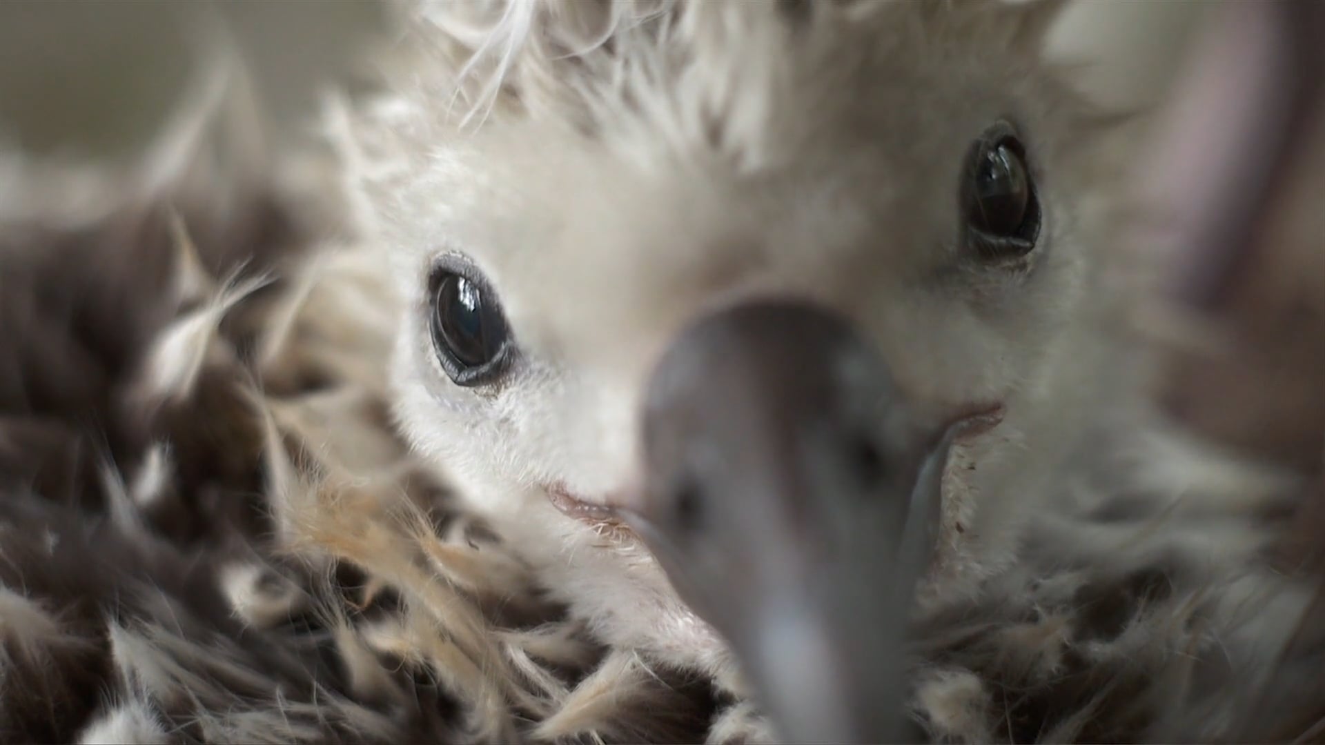 Chris Jordan's ALBATROSS film trailer