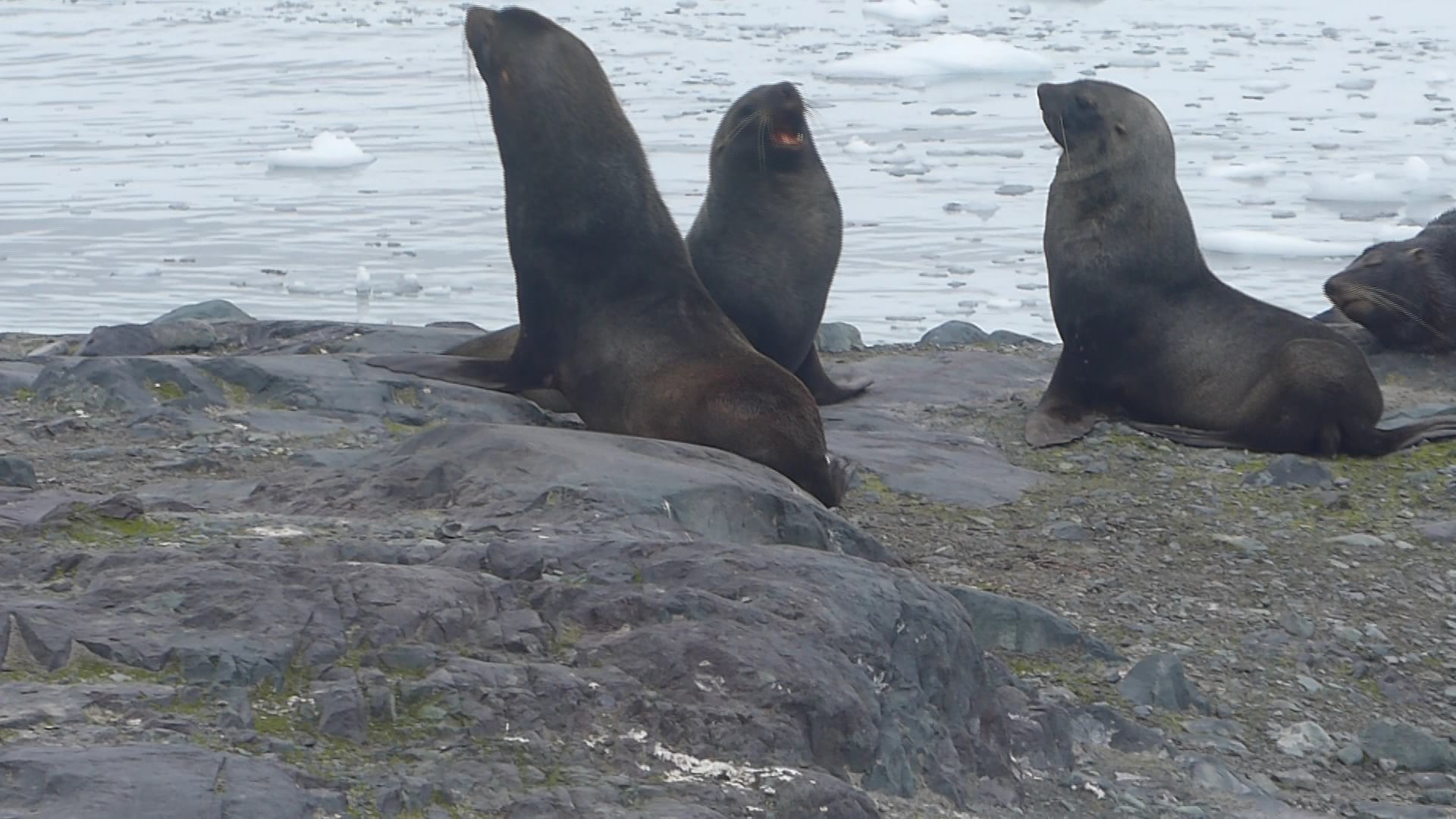 See Seals Barking on Vimeo