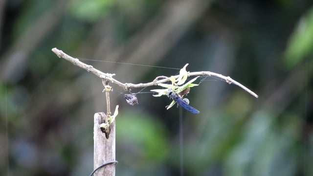 Macro, Insect, Branch. Free Stock Video - Pixabay
