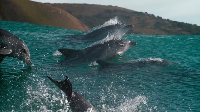 Oceans: Our Blue Planet - Trailer