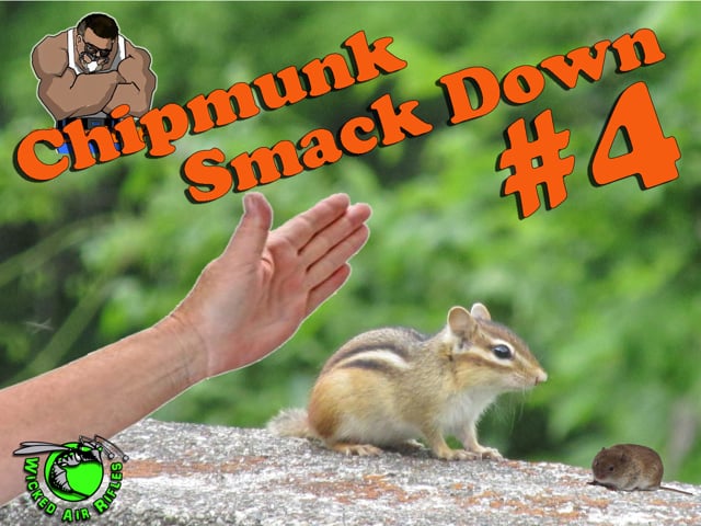 Chipmunk Smackdown 4