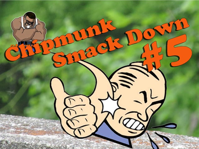 Chipmunk Smackdown 5