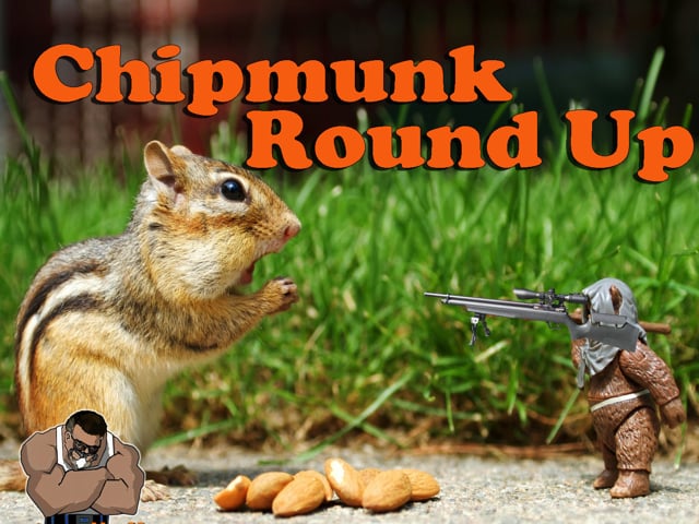 Chipmunk Roundup - Pest elimination