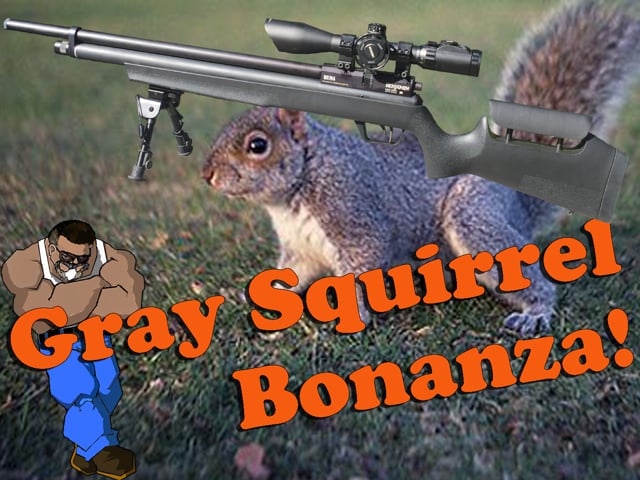 Grey Squirrel Bonanza