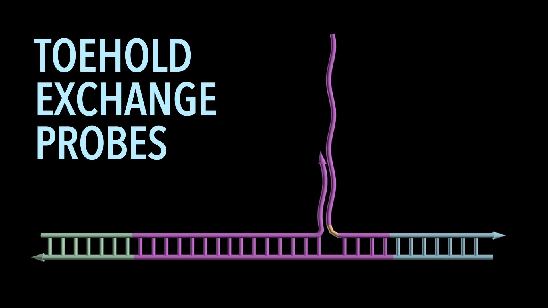 Toehold Exchange Probes