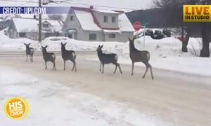 Herd of Polite Canadian Deer Obey Road Signs