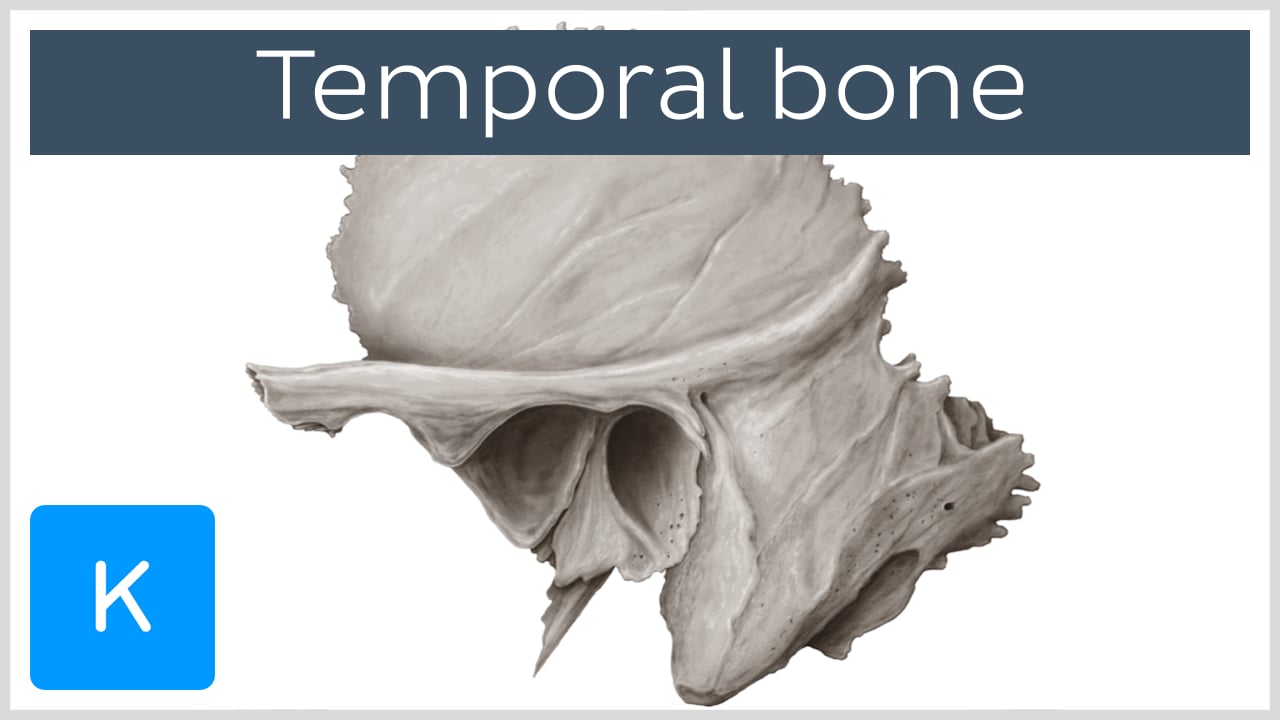 temporal bone petrous