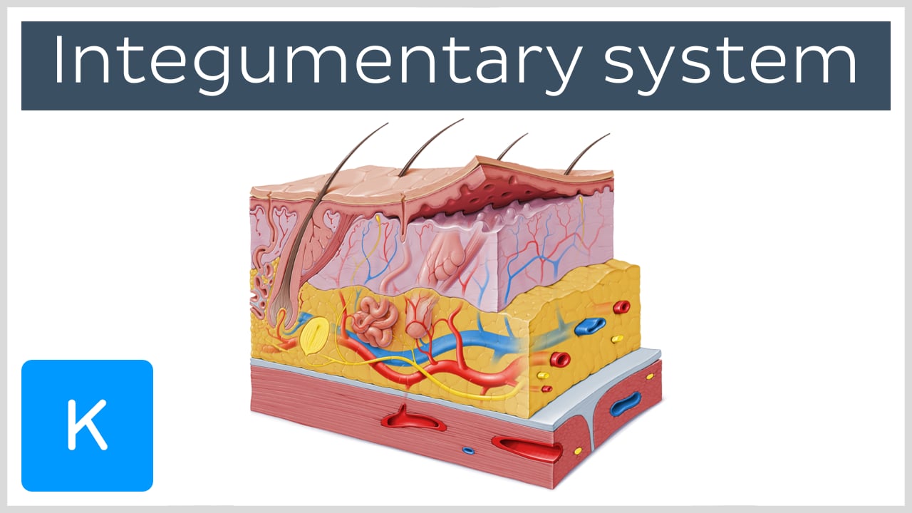 integumentary system diagram for kids