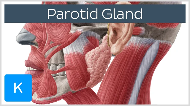 parotid gland anatomy