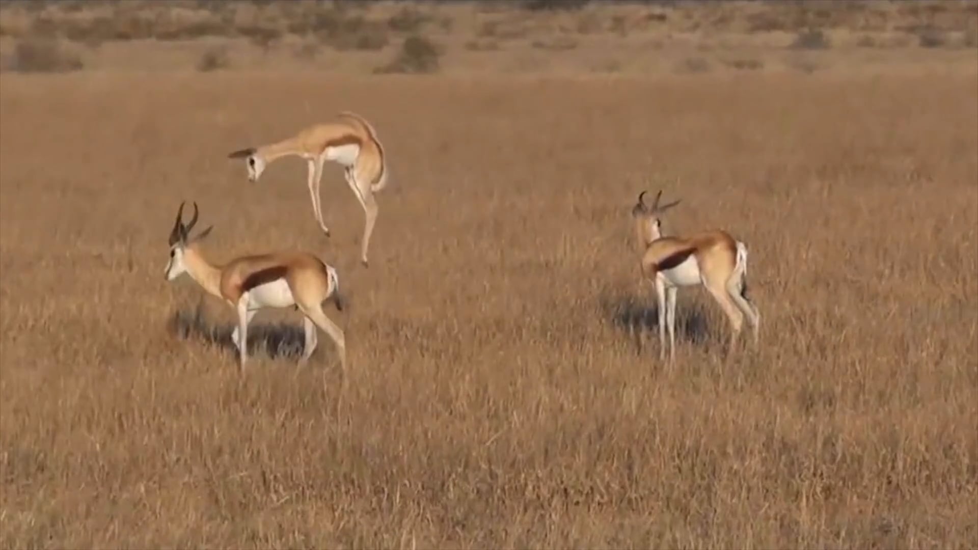 Watch a Springbok Pronking on Vimeo