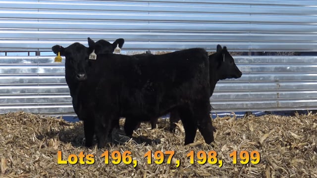 Lot #196 - BA BLOCK PARTY 7504