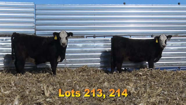 Lot #213 - BAX JAKADIAMONDS 798
