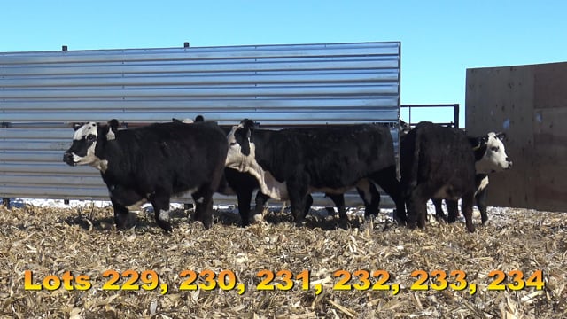 Lot #229 - BAX TROUBADOUR 702